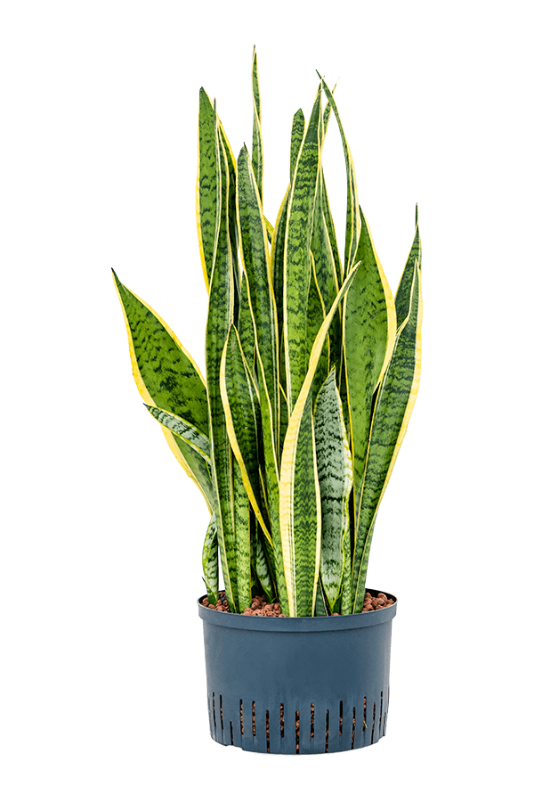 Hydroplant Sansevieria Trifasciata Laurentii