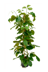 Hydroplant Tetrastigma Voinierianum