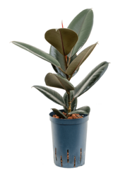 Hydroplant Ficus Elastica Abidjan