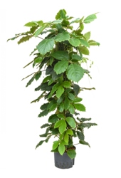 Hydroplant Tetrastigma Voinierianum