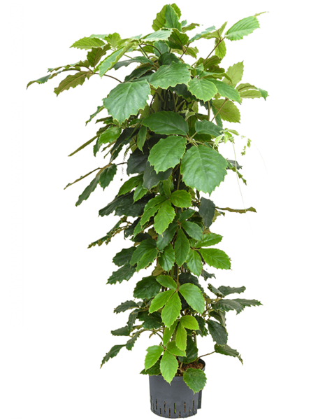 Hydroplant Tetrastigma