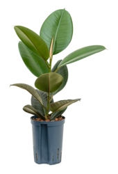 Hydroplant Ficus Elastica Robusta