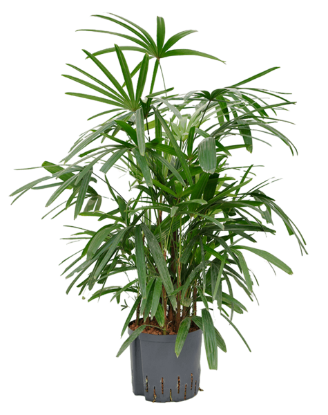 Roślina wodna Rhapis