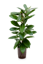 Hydroplant Ficus Cyathistipula