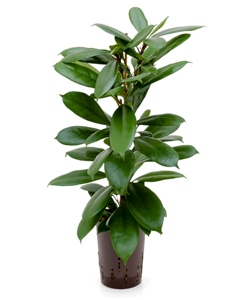 Hydroplant Ficus