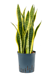 Hydroplant Sansevieria Trifasciata Laurentii