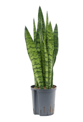 Hydroplant Sansevieria Zeylanica