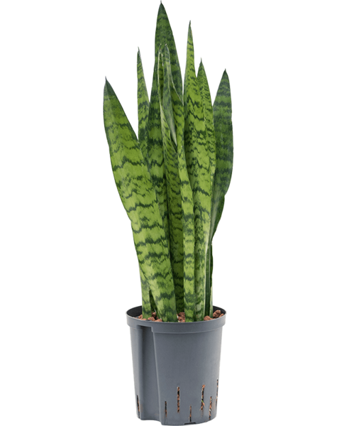 Hydroplant Sansevieria