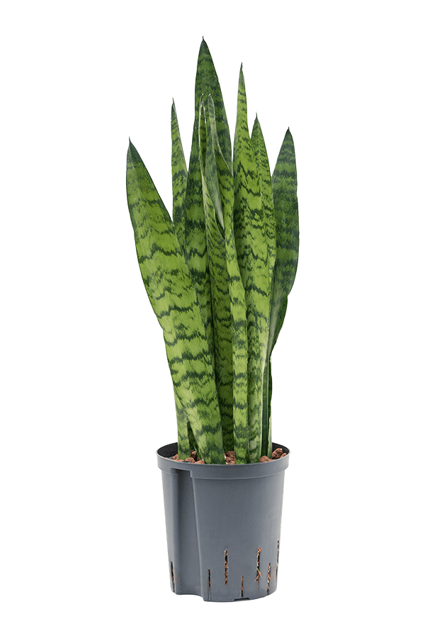 Hydroplant Sansevieria Zeylanica