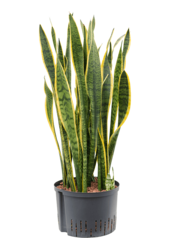 Hydro Roślina Sansewieria Trifasciata Laurentii