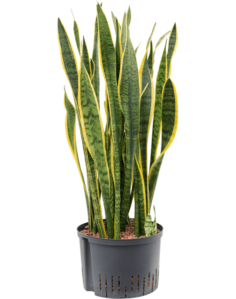 Hydro Roślina Sansewieria