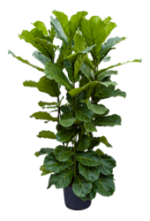 Hydroplant Ficus Lyrata