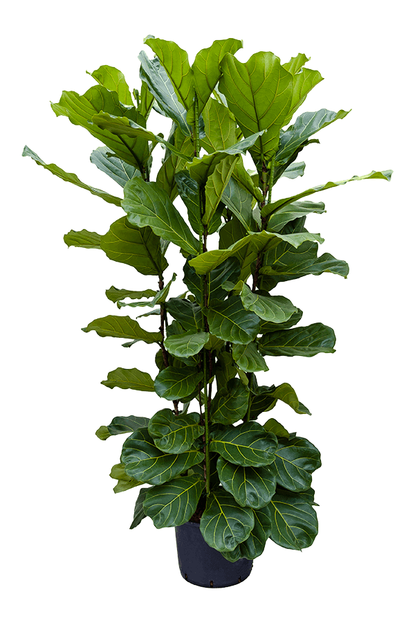 Hydroplant Ficus Lyrata