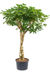 Hydroplant Schefflera Arboricola Compacta