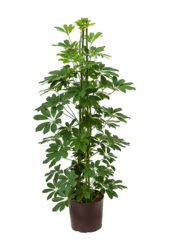 Hydroplant Szeflera Arboricola Compacta