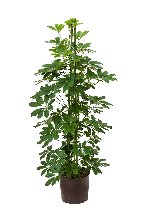 Hydroplant Schefflera Arboricola Compacta