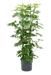 Hydro Roślina Szeflera Arboricola Compacta