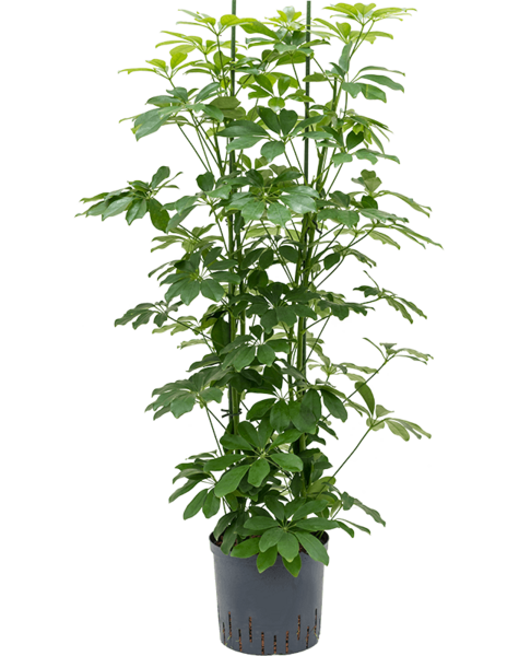 Hydro Roślina Szeflera