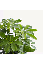 Hydro Roślina Szeflera Arboricola Compacta