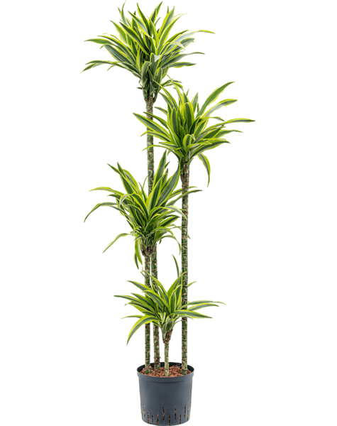 Hydroplant Dracena