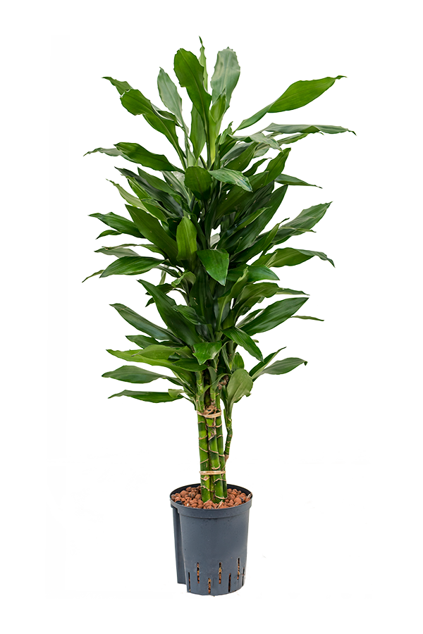 Hydroplant Dracaena Fragrans Janet Lind