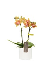 Phalaenopsis Optifriend Indy Toscane white