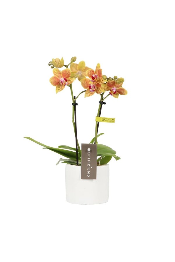 Phalaenopsis Optifriend Indy Toscane biały