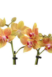 Phalaenopsis Optifriend Indy Toscane biały