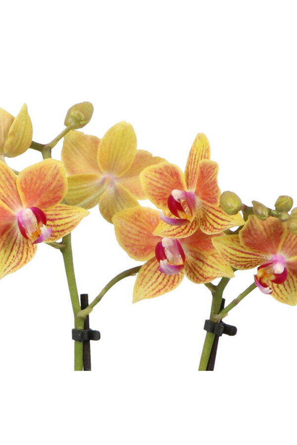 Phalaenopsis Optifriend Indy Toscane biały