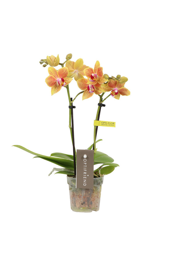 Phalaenopsis Optifriend Indy