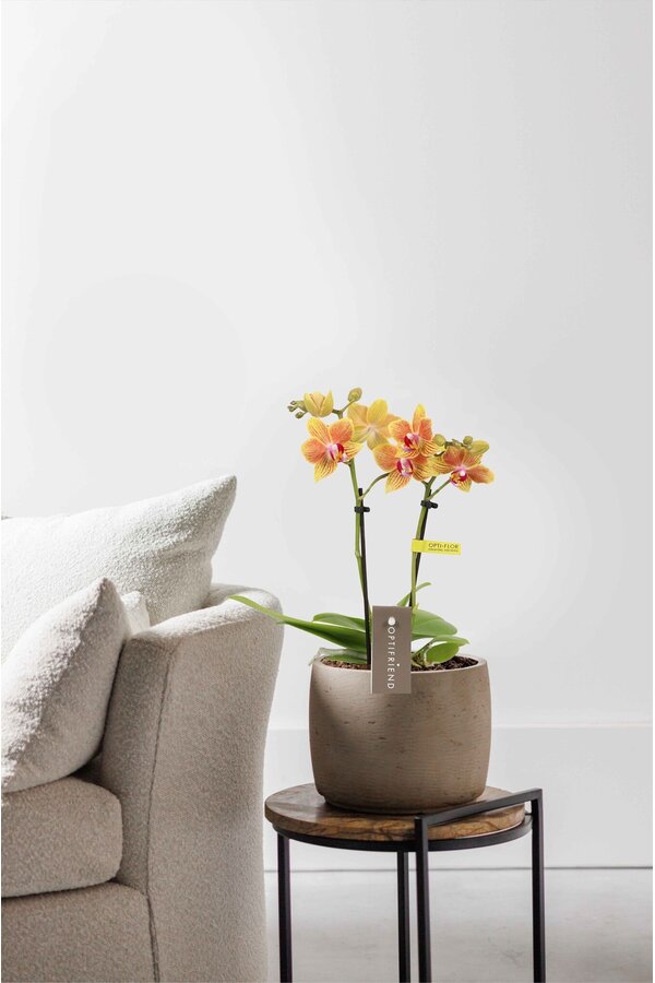 Phalaenopsis Optifriend Indy