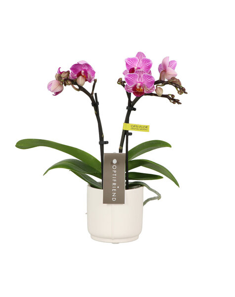 Phalaenopsis