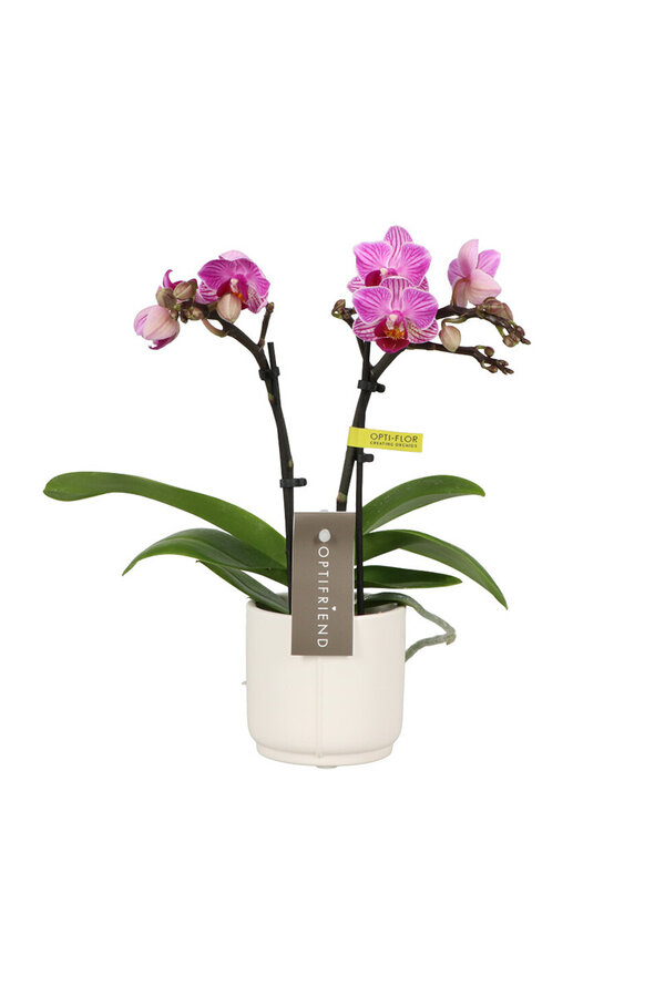 Phalaenopsis Optifriend Lotte Lazio biały
