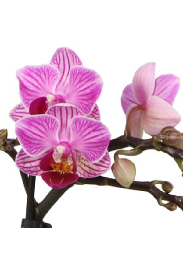 Phalaenopsis Optifriend Lotte Lazio white