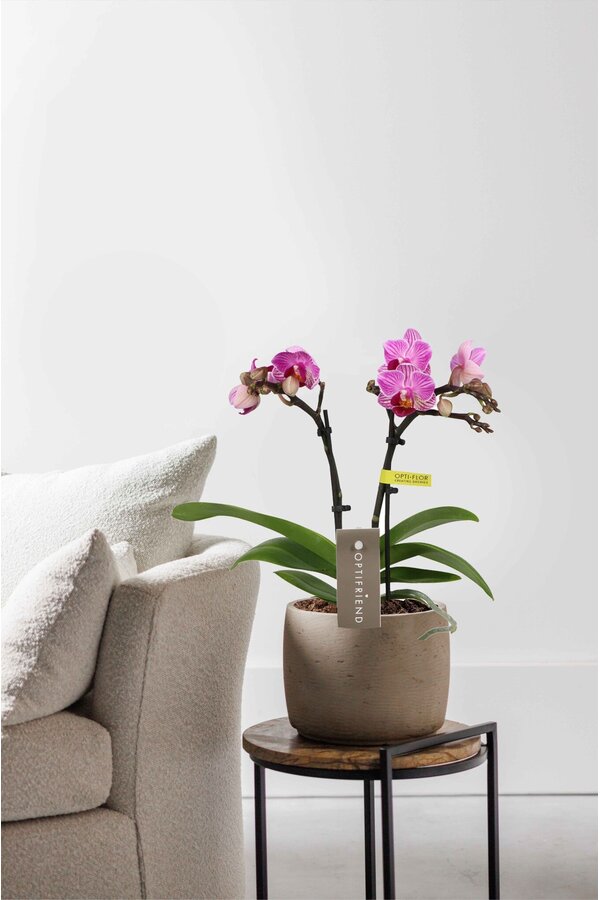 Phalaenopsis Optifriend Lotte