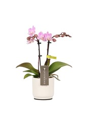 Phalaenopsis Optifriend Lieke Lazio biały