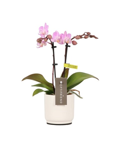 Phalaenopsis