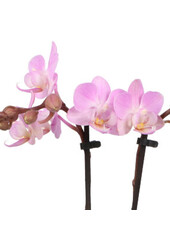 Phalaenopsis Optifriend Lieke Lazio biały