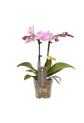 Phalaenopsis Optifriend Lieke