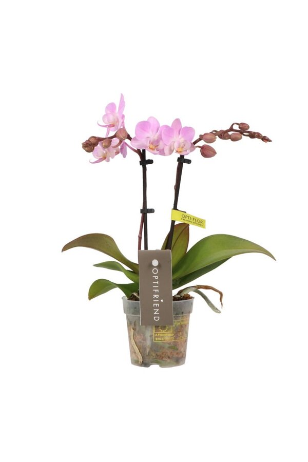 Phalaenopsis Optifriend Lieke