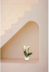 Phalaenopsis Optifriend Sandra Lazio biały