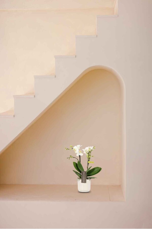 Phalaenopsis Optifriend Sandra Lazio biały