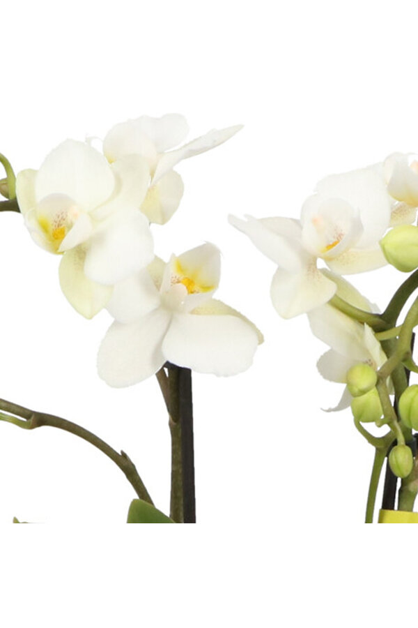 Phalaenopsis Optifriend Sandra Lazio white