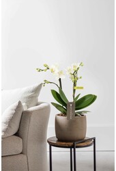 Phalaenopsis Optifriend Sandra