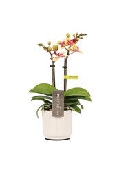 Phalaenopsis Optifriend Tess Lazio white