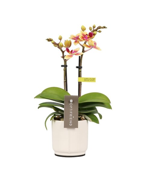 Phalaenopsis