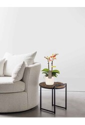 Phalaenopsis Optifriend Tess Lazio white