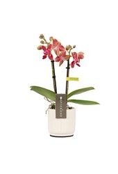 Phalaenopsis Optifriend Kyra Lazio white