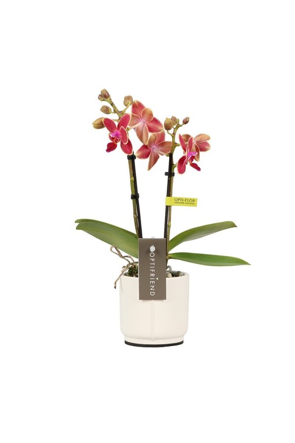 Phalaenopsis Optifriend Kyra Lazio biały