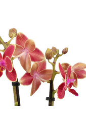 Phalaenopsis Optifriend Kyra Lazio white